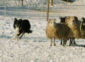 Dusty: erste Htebilder an seinen Schafen