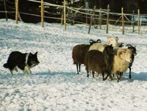 Dusty: erste Htebilder an seinen Schafen