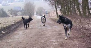 Rennen mit Tessy