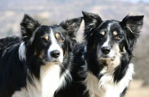 Dusty und rechts von ihm sein Sohn Merlin
