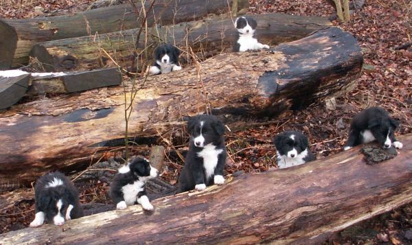 Unser A-Wurf beim Waldspaziergang