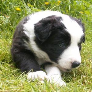 Ben Bravery ist 4 Wochen alt 