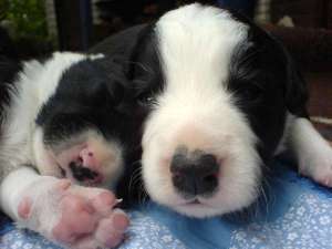 Ben Bravery mit Bingo