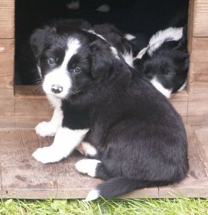 Bijou ist 4 Wochen alt