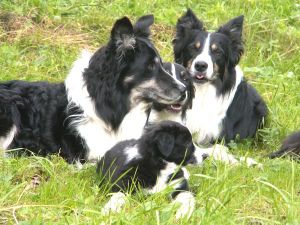 Bijou mit Papa Dusty, und ihren Halbbr�dern Joschi und Merlin