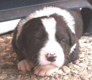 Buddy ist 2 Wochen alt und erobert die Umwelt