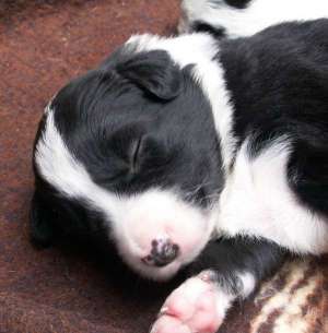 Buddy ist 2 Wochen alt