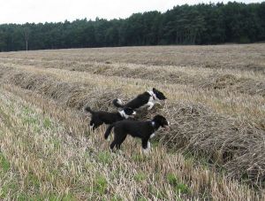 Bingo, Bounty und Bijou