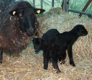 Mama mit Alfred und Alfons