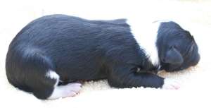 Unser Rde B 1 (noch namenlos!) 12 Stunden alt