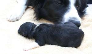 H�ndin B 2 (noch namenlos!), 12 Stunden alt