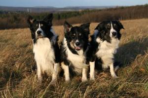 Merlin, Dusty, Joschi