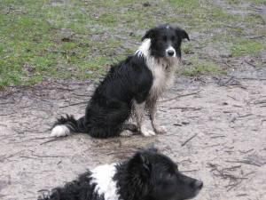 Bingo und Dorgy