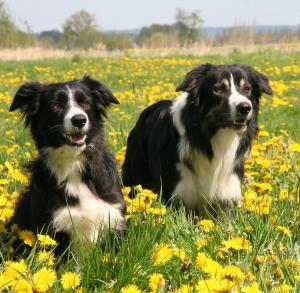 Bijou mit Halbbruder Joschi