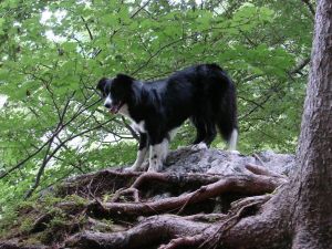 Aufstieg auf die Vilser Alm