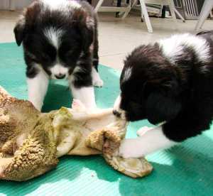 Dearie rechts im Bild mit Daisy