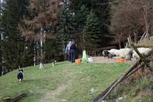 Ich wnsche euch, dass Cleo auch ein fleiiger Helfer wird!!!