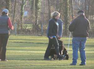 Verhalten gegen�ber anderen Hunden 