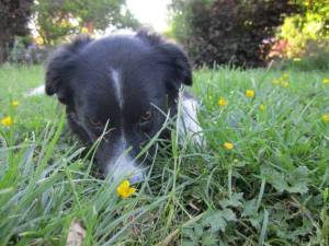 Daisy2012-05-24540655.jpg