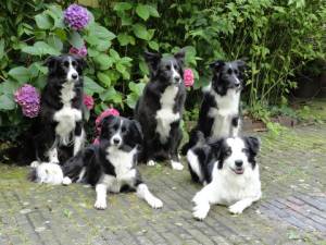 Bijou, Amidala, Candy, vorne: Daisy und ihre Mitbewohnerin Frieda