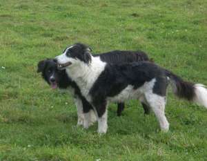 Merlin2012-09-17006.JPG