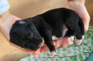 Golden Glory of pleasant harmony