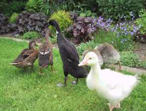 Unsere Enten- und G�nsek�cken