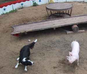 Moni und Susi spielen in der Au�enmanege