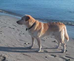 Ein Hund und das Meer...