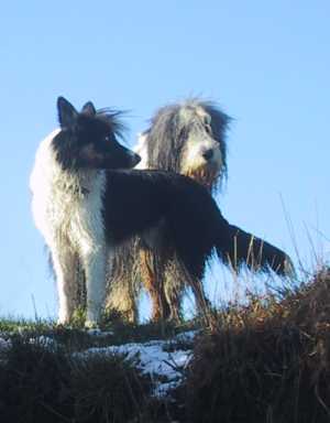 Bruno mit Schopf ;-)) Nette Hunde gab es viele!