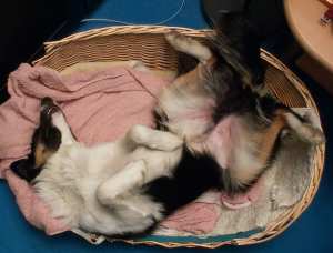 Ach, ist das de hier...