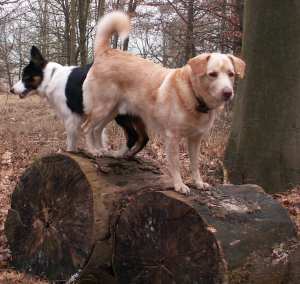 Klettern im Wald