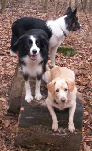 Klettereien beim Waldspaziergang