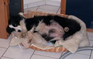 Moni testet das K�rbchen