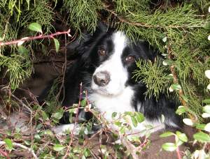 Moni guckt aus ihrer Wurfkuhle