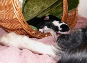 Die Welpen klettern alleine aus dem Korb in die Wurfkiste zur�ck.