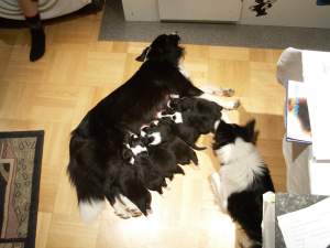 Moni s�ugt au�erhalb der Wurfkiste