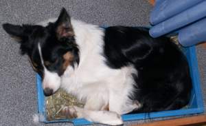 anspruchsloser Hund im Heubett