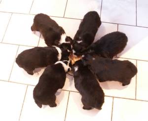 7 Zwerge essen eintr�glich miteinander!