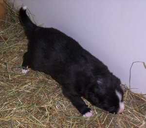 Das Laufen wird schon flei�ig ge�bt!