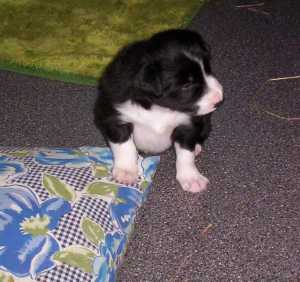 Interessiert wird alles im Sitzen beobachtet!