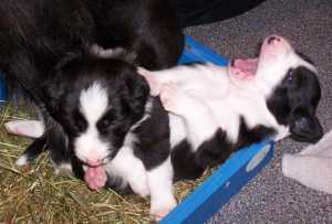 Ein  Welpenspiel ist ja noch soooo anstrengend!