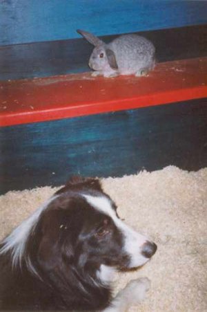 Mimi als Hasenschutzhund