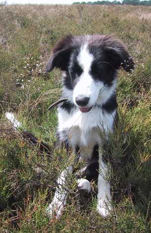 Moni in der Lneburger Heide