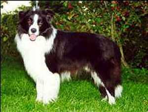 Clan-Abby NZ-Kixi-Trekker