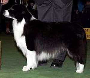 trumagik-tartan-trekker